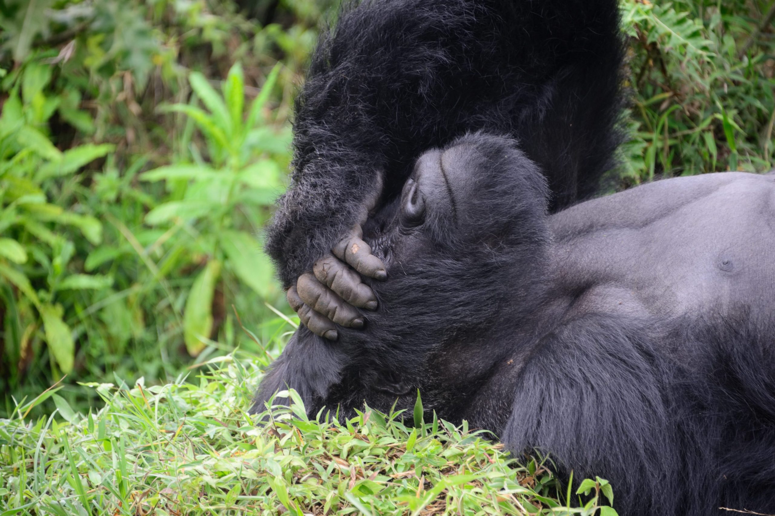 Un jeune gorille blotti contre un adulte