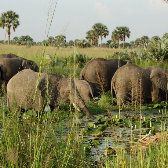 Des éléphants dans la végétation de Queen Elizabeth